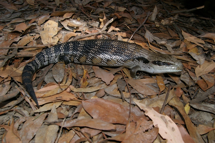 Eastern Blue Tongue- Tiliqua scincoides. West of Morwell in lowland forest.