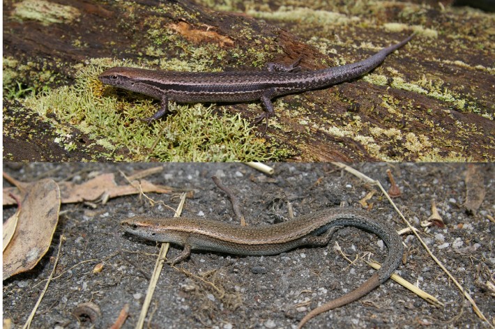 Top: Lampropholis guichenoti. Darlimurla, Vic in damp forest. Bottom: Lampropholis delicata. Yallourn North, Vic in lowland forest.