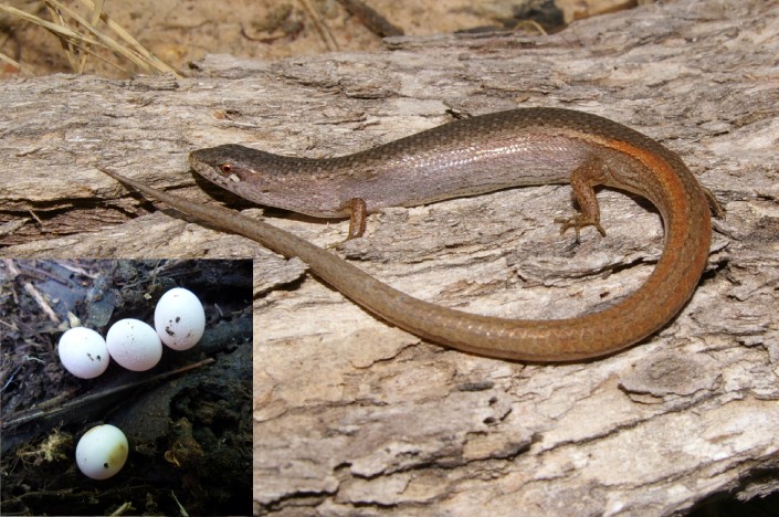 Weasel Skink- Saproscincus mustelinus and it's egg clutch.