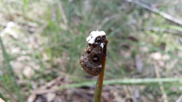 Crexa Moth- Genduara punctigera (2)