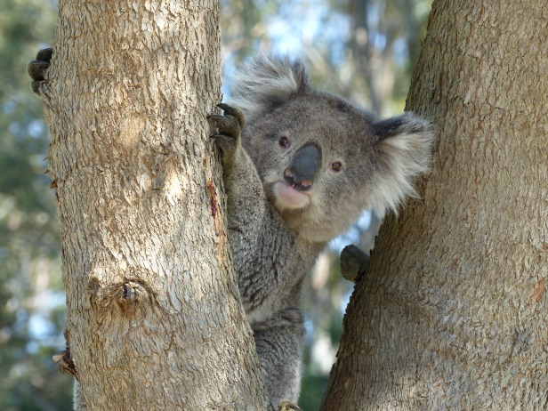 Koala. Berry's Creek, Vic. In Gippsland Blue-Gum. 23.11.2015 (4)