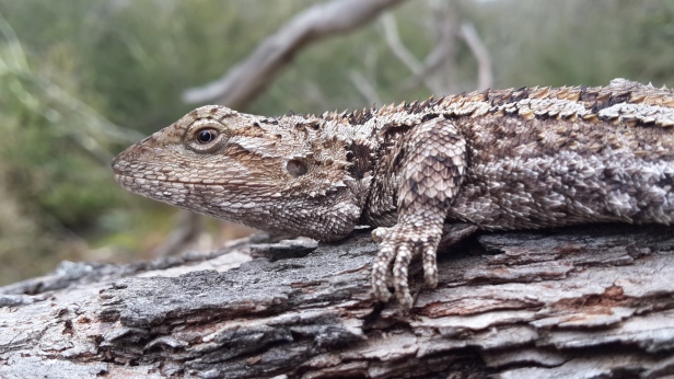 Jacky Dragon- Amphibolurus muricatus. Dutson Downs, Vic. Heathy woodland. 16.9.2015 (1)