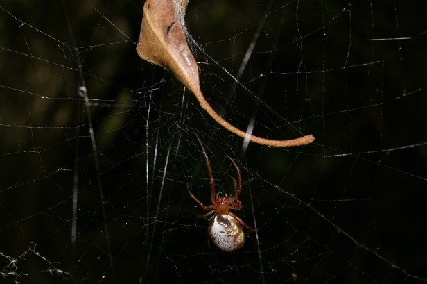 Leaf-curling Spider- Phonognatha sp. 10km west of Morwell, Vic.  In web on edge of Leptospermum swamp. 2-3-10